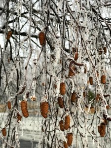Tree, Winter, Branch, Frost photo
