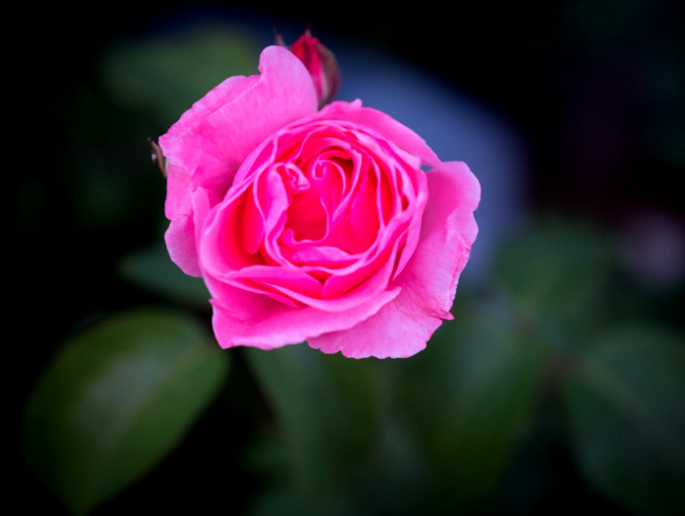 Flower, Rose, Rose Family, Pink