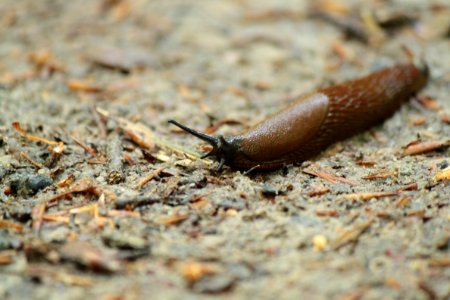 Slug, Snails And Slugs, Invertebrate, Terrestrial Animal photo