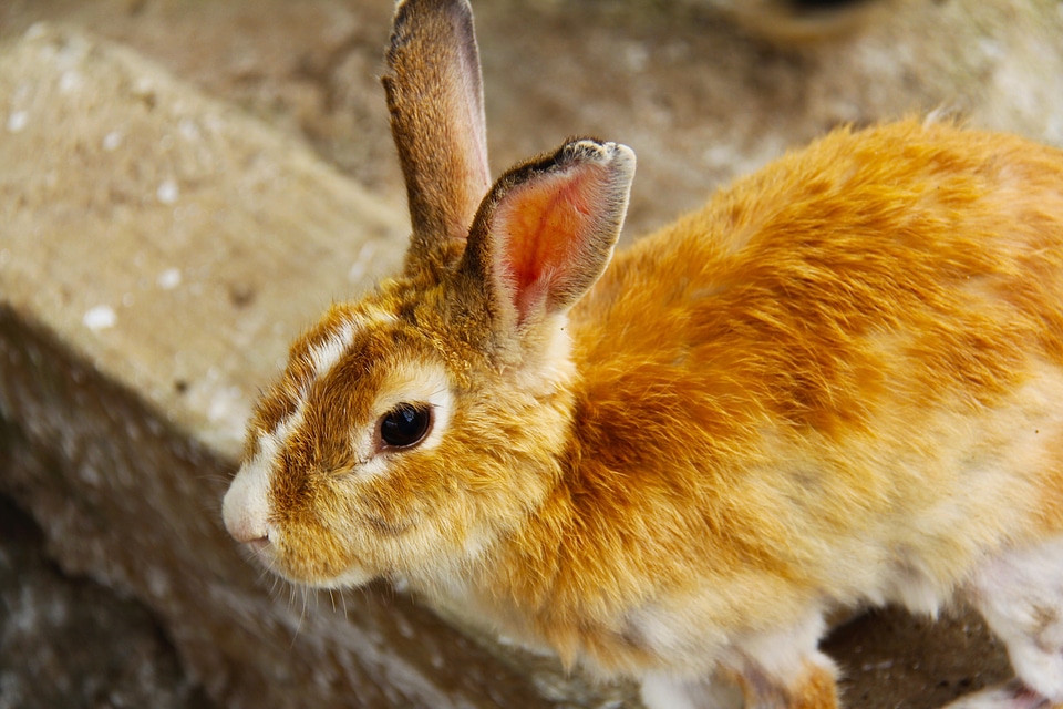 Animal pet malaysia