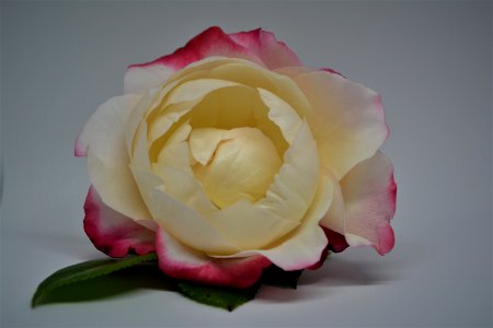 Flower, Rose, White, Rose Family photo