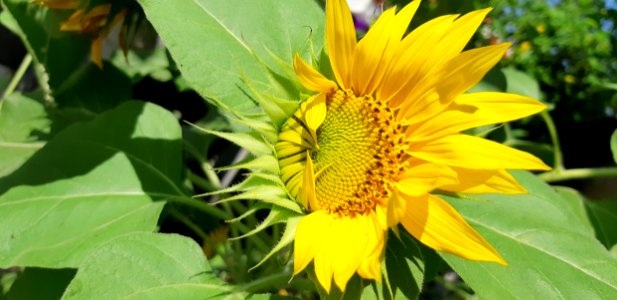 Flower, Sunflower, Yellow, Plant
