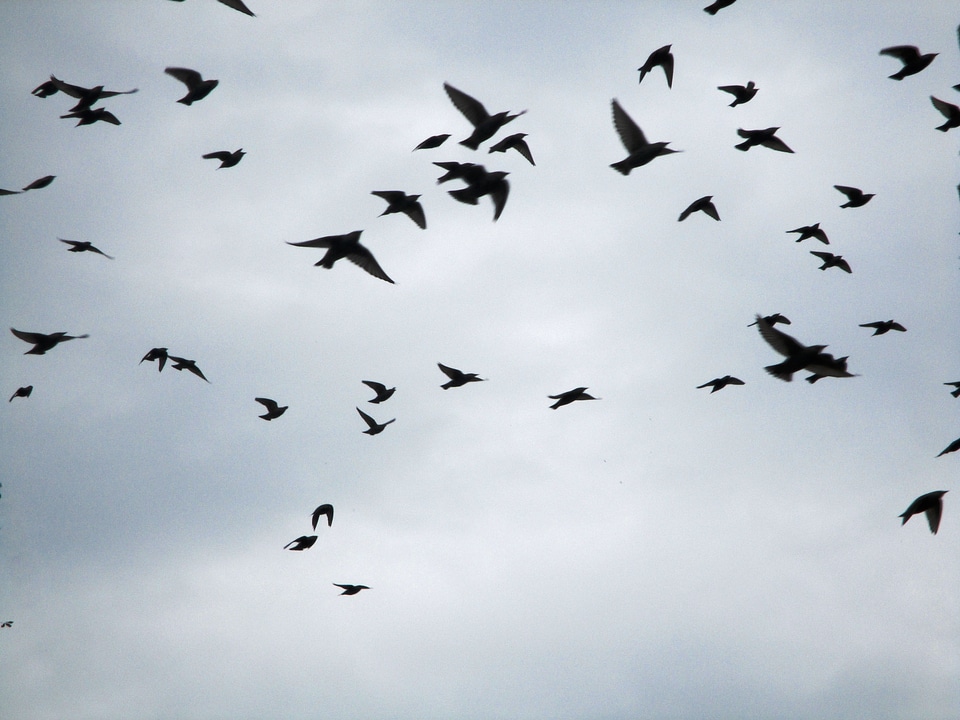 Flock of birds star flight exit
