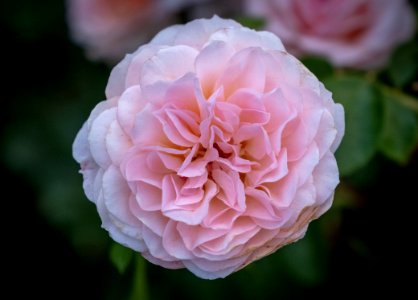 Flower, Rose, Rose Family, Pink
