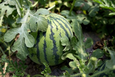 Cucumber Gourd And Melon Family, Plant, Winter Squash, Melon photo