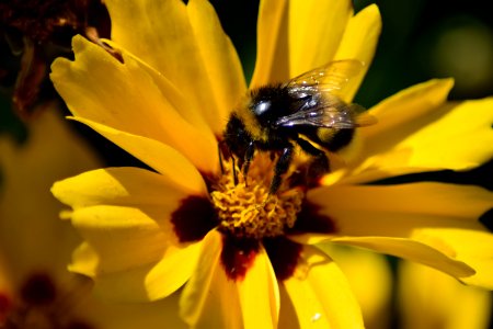 Honey Bee, Bee, Flower, Yellow photo