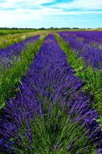 English Lavender, Lavender, Field, Ecosystem photo
