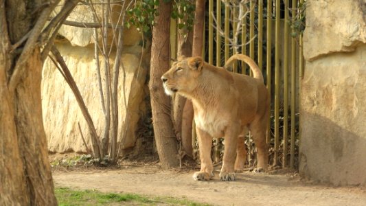 Lion, Wildlife, Terrestrial Animal, Zoo photo
