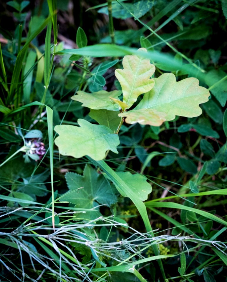 Plant, Leaf, Flora, Grass