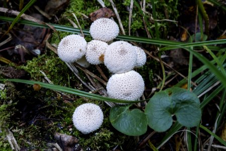 Fungus, Mushroom, Flora, Edible Mushroom photo