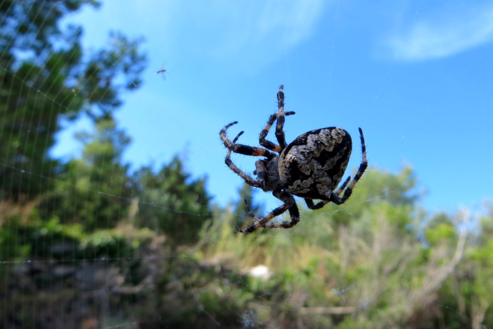 Fauna, Tree, Invertebrate, Sky