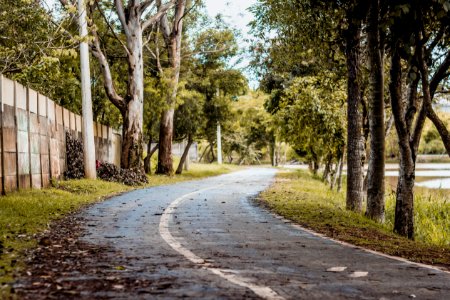 Road, Path, Tree, Infrastructure