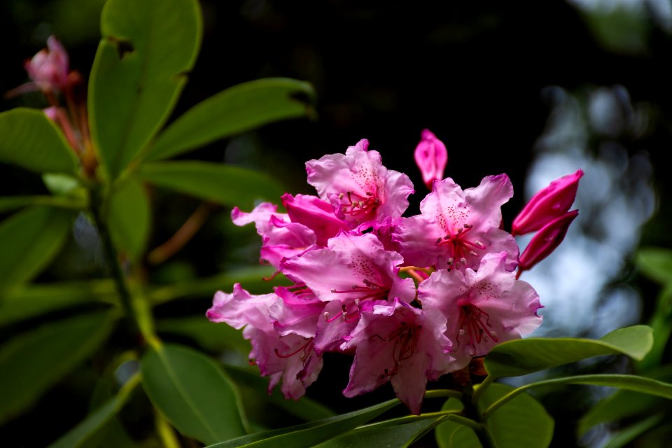 Flower, Plant, Flora, Pink