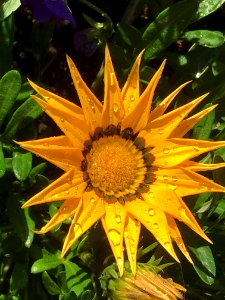 Flower, Plant, Flora, Sunflower