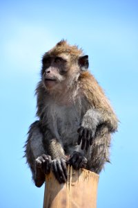 Fauna, Mammal, Wildlife, Macaque photo