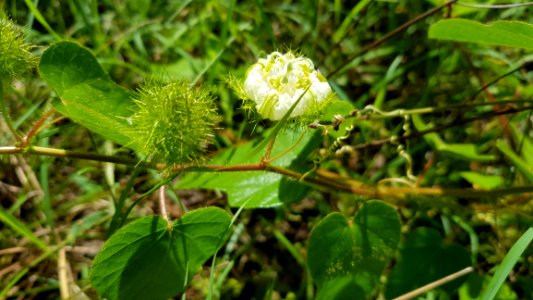 Plant, Flora, Crassocephalum, Subshrub