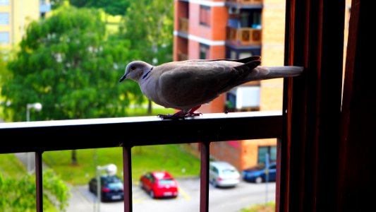 Bird, Fauna, Beak, Pigeons And Doves