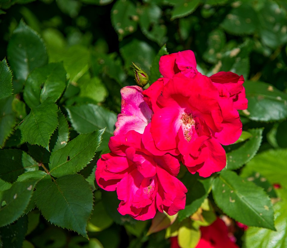 Flower, Rose Family, Plant, Flowering Plant