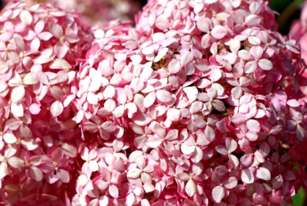 Pink, Flower, Hydrangea, Petal photo