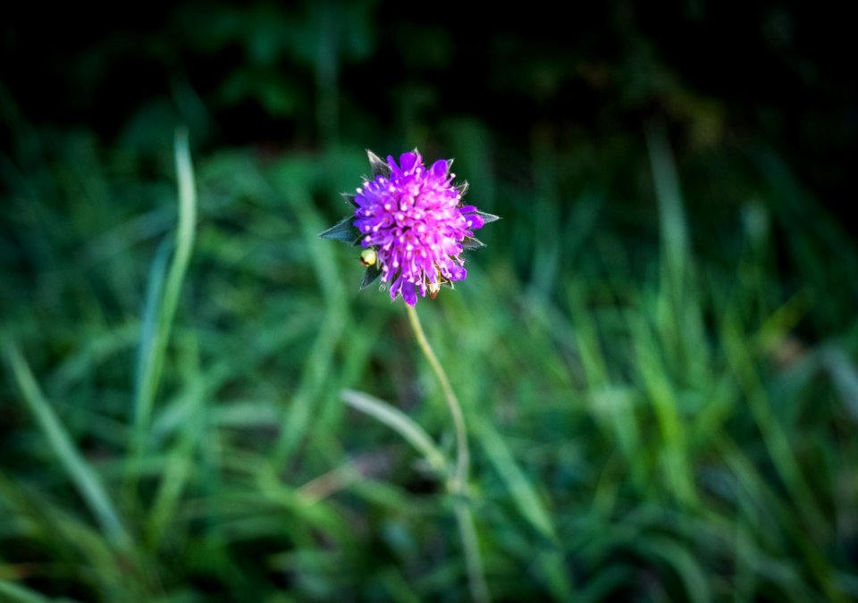 Flower, Flora, Plant, Grass