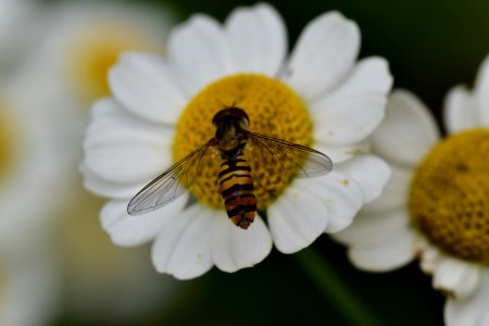 Honey Bee, Bee, Flower, Insect photo