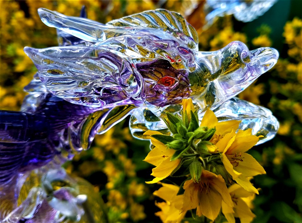 Plant, Flora, Flower, Wildflower