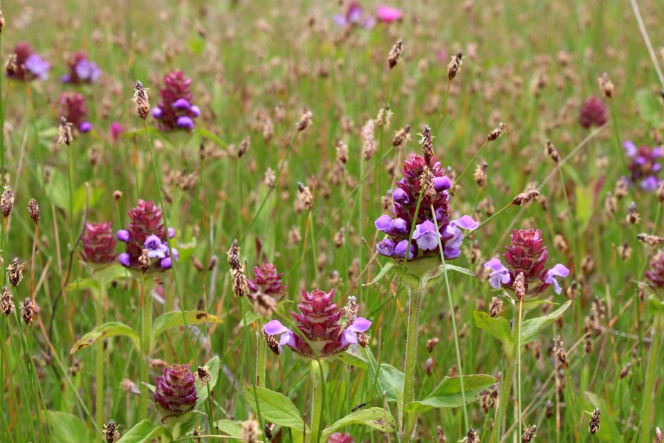 Flower, Plant, Flora, Grass