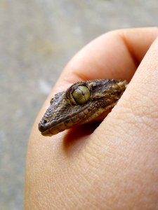 Reptile, Fauna, Scaled Reptile, Lizard