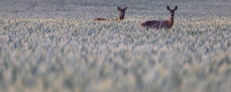 Wildlife, Fauna, Mammal, Ecosystem