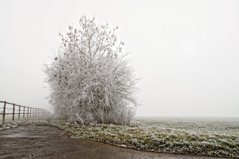 Tree cold landscape