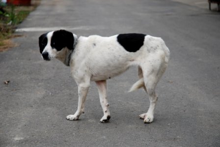 Dog, Dog Breed, Street Dog, Dog Breed Group