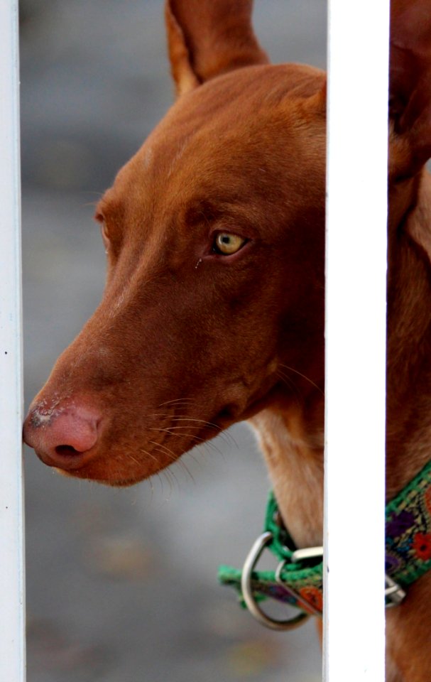 Dog, Dog Breed, Dog Like Mammal, Snout