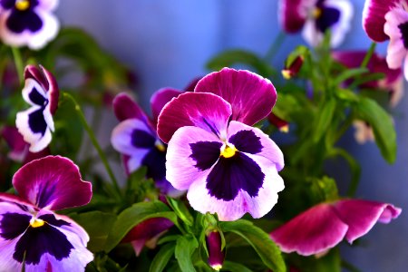 Flower, Flowering Plant, Plant, Purple photo
