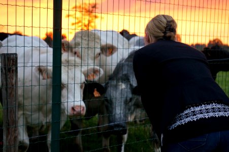 Animal Shelter, Snout, Grass, Outdoor Structure