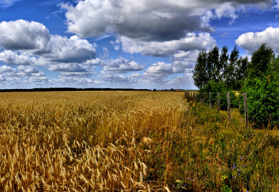 Sky, Ecosystem, Cloud, Field
