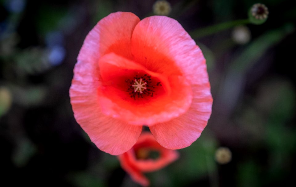Flower, Flora, Wildflower, Close Up