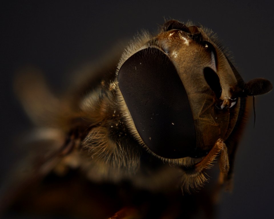 Insect, Macro Photography, Invertebrate, Honey Bee