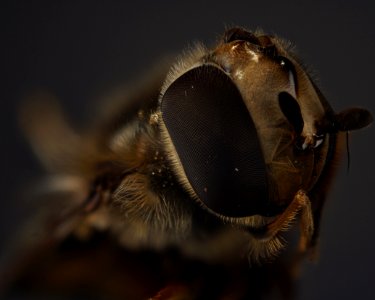 Insect, Macro Photography, Invertebrate, Honey Bee photo