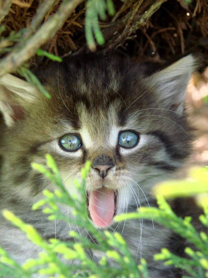 Cat, Whiskers, Fauna, Mammal