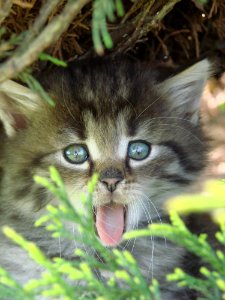Cat, Whiskers, Fauna, Mammal
