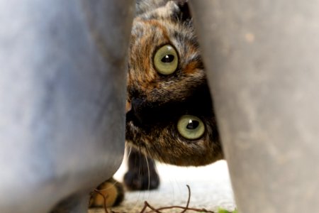 Owl, Fauna, Bird Of Prey, Close Up photo