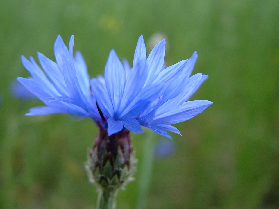 Flower blue green photo