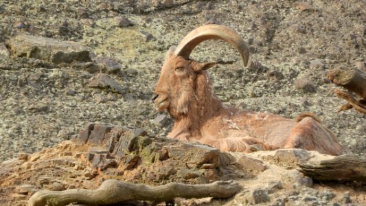 Horn, Barbary Sheep, Fauna, Argali photo