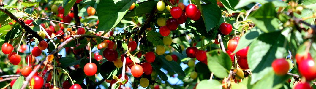 Plant, Flora, Fruit, Produce