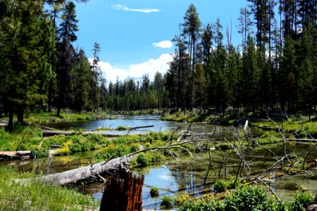 Nature, Wilderness, Reflection, Ecosystem
