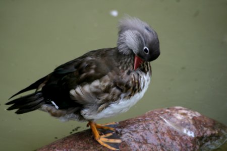 Bird, Fauna, Beak, Feather photo