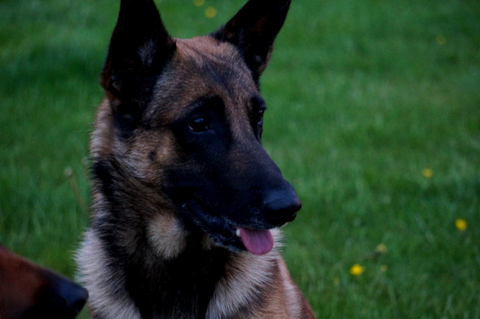 Dog, Dog Breed, Dog Like Mammal, Kunming Wolfdog