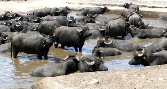 Water Buffalo, Cattle Like Mammal, Terrestrial Animal, Herd photo