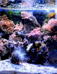 Coral Reef, Reef, Coral, Water photo