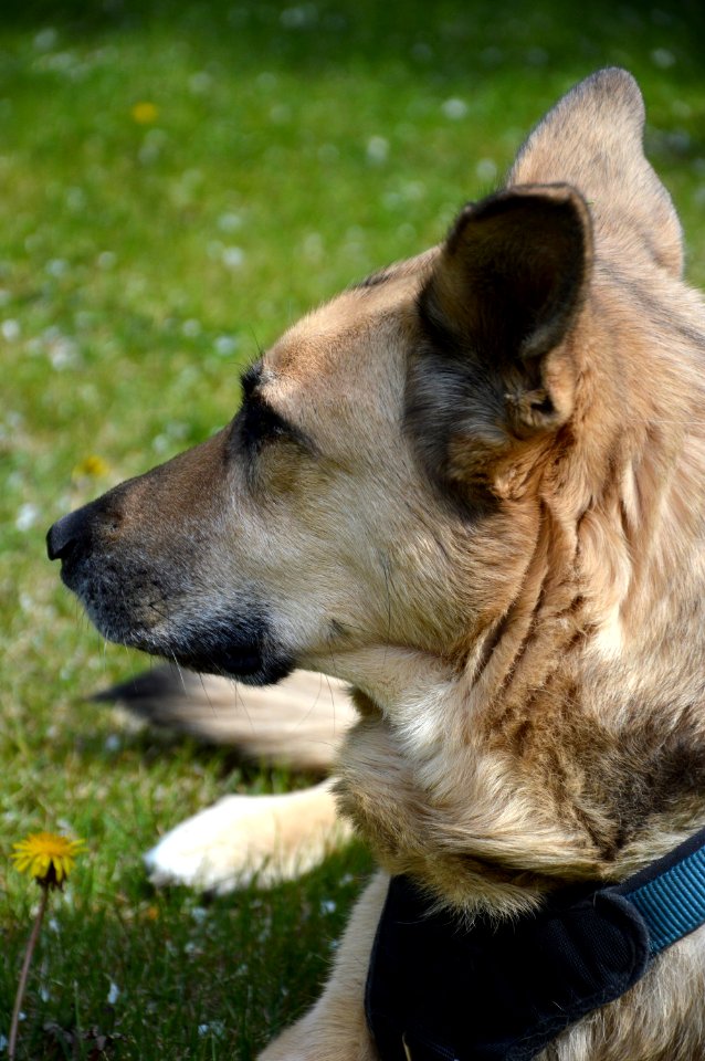 Dog, Dog Breed, Dog Like Mammal, Snout